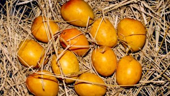 mango1