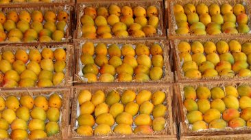 mango2