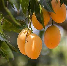 mango8