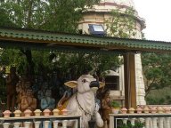 nandi1
