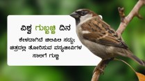 gubbi