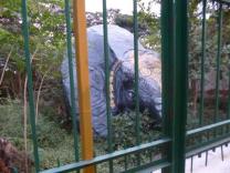 elephant-rock-looks-like