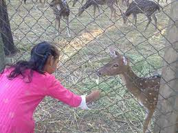 deer_park
