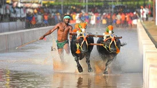 kambala1