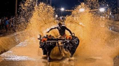 kambala2